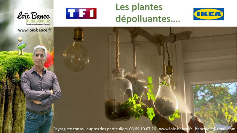 Paysagiste anglet plantes depolluantes conseils aupres des particuliers Loic-BANCE