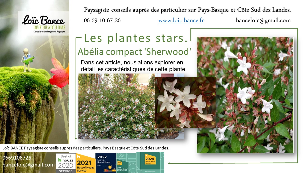 Arbuste; Paysagiste Pays Basque; Paysagiste Landes; Paysagiste conseil; Landes; Ahetze; Anglet; 