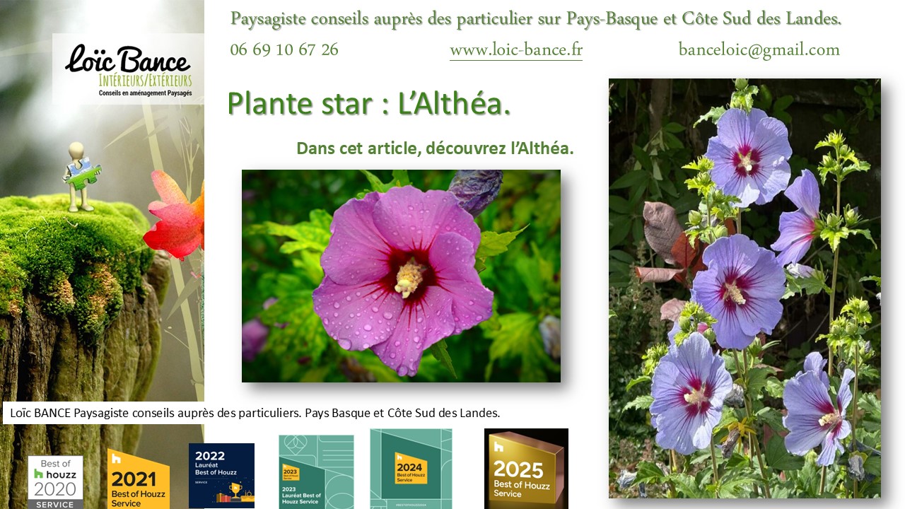 Fiche technique de l'Alth�a Hibiscus Anglet paysages 