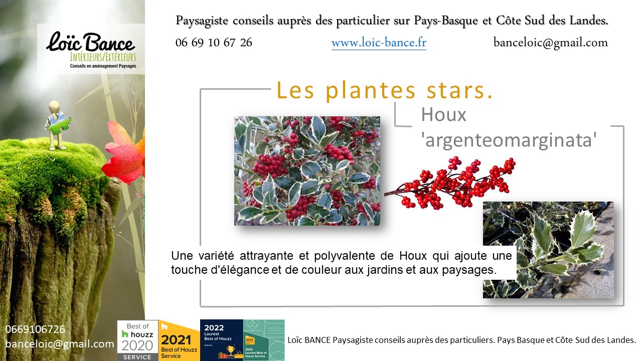Il peut atteindre une hauteur maximale d'environ 4  6 mtres par Paysagiste Anglet.